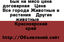 Бык на мясо цена договарная › Цена ­ 300 - Все города Животные и растения » Другие животные   . Красноярский край